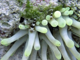 IMG 8974 Squat Anemone Crabs